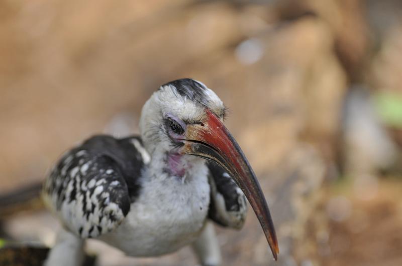 004_120106.JPG - Northern Red-Billed Hornbill