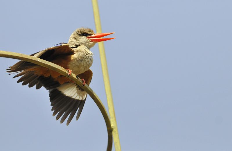 006_120106.JPG - Grayheaded Kingfisher