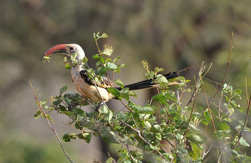 009_120106.JPG - Red-Billed Hornbill