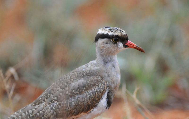 014_120107.JPG - Crowned Lapwing