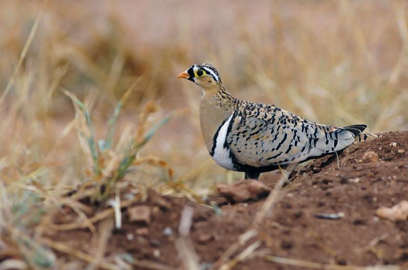 019_120107.JPG - Black-Faced Sandgrouse