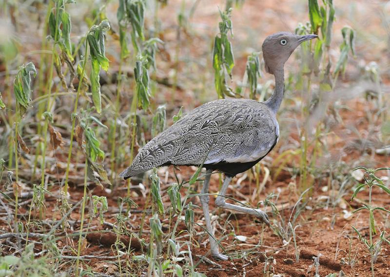 023_120107.JPG - Bustard