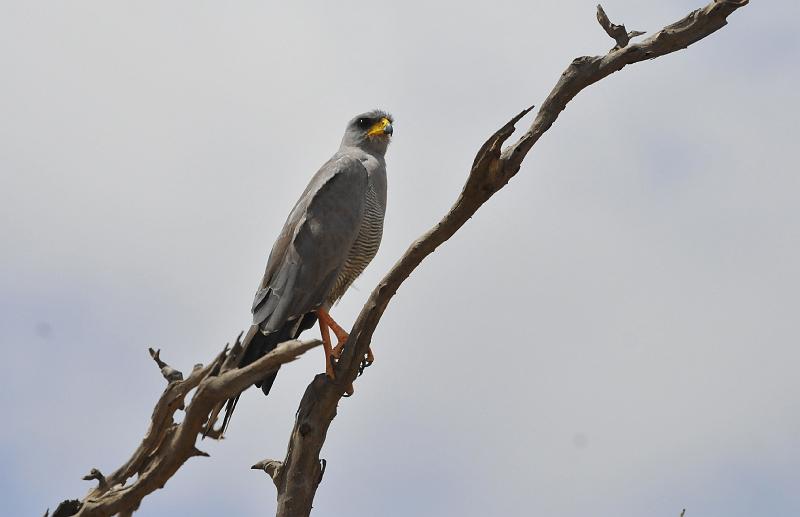 024_120107.JPG - Chanting Goshawk