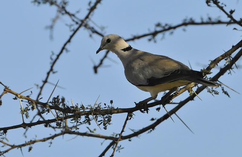 029_120107.JPG - Red-Eyed Dove