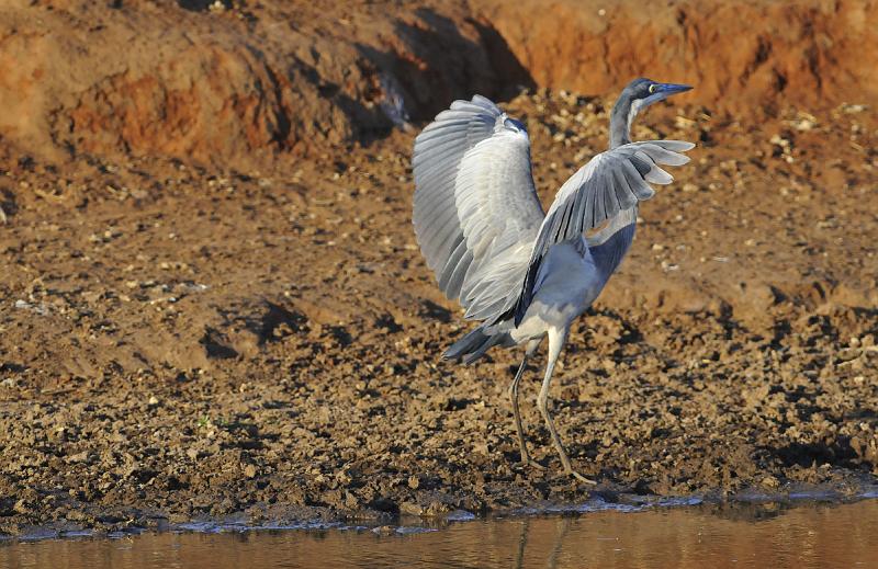 030_120107.JPG - Black-Headed Heron