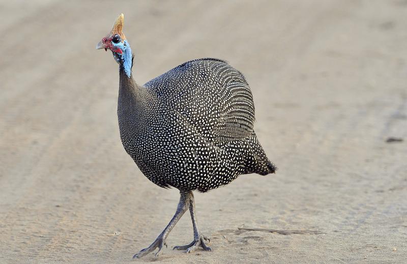 032_120107.JPG - Helmeted Guineafowl