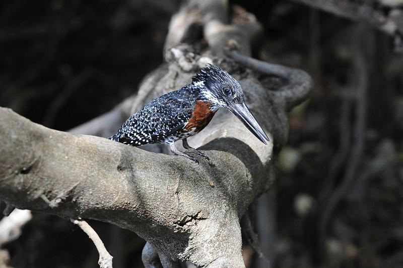 035_120108.JPG - Giant Kingfisher