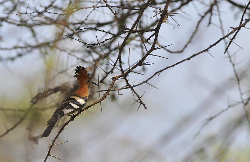 036_120108.JPG - Hoopoe