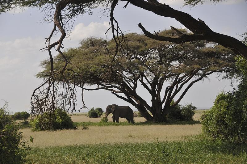 040_120108.JPG - Amboseli NP