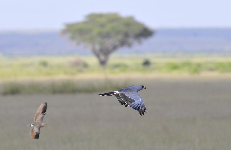 041_120108.JPG - Goshawk