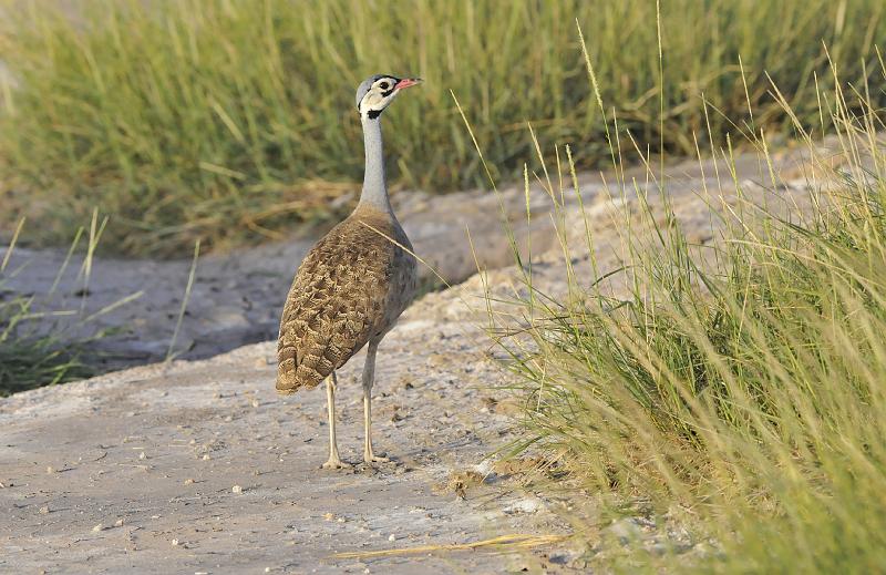 046_120108.JPG - White-Bellied Bustard