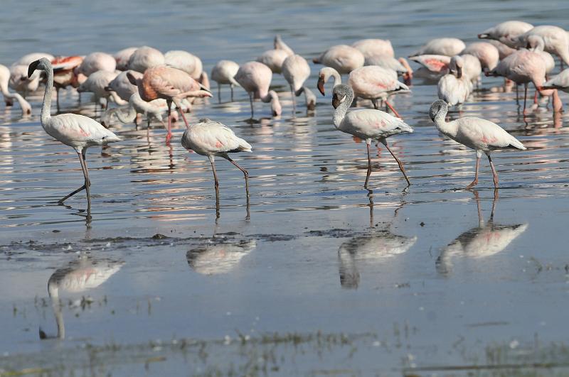 052_120109.JPG - Lesser Flamingos