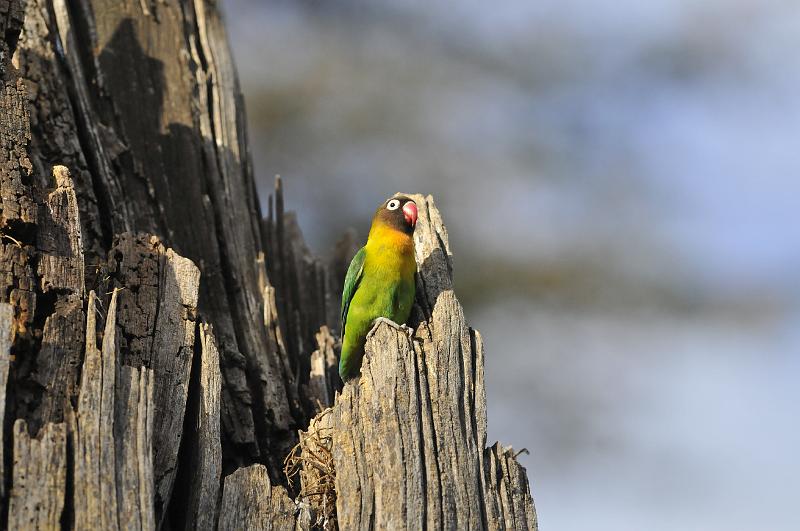 054_120109.JPG - Yellow-Collared Lovebird