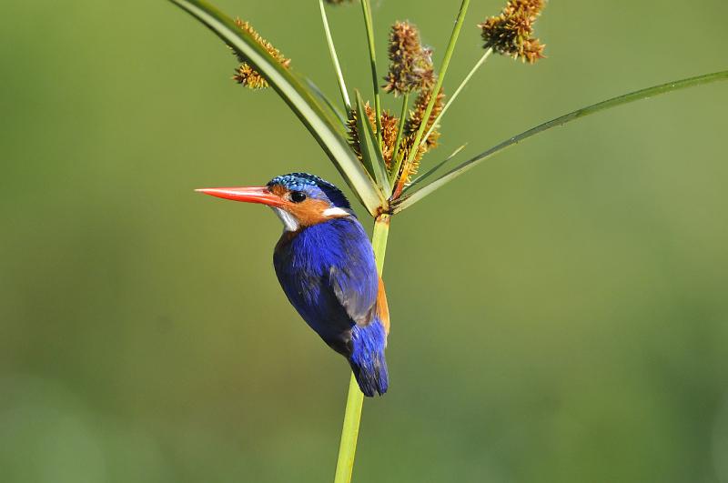 058_120110.JPG - Malachite Kingfisher