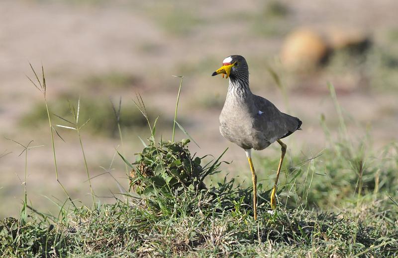 063_120110.JPG - Wattled Lapwing