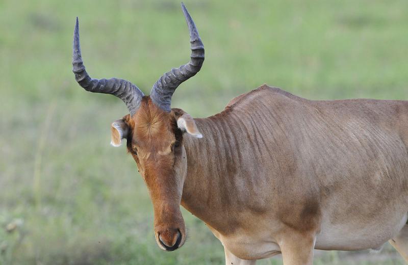 070_120111.JPG - Hartebeest