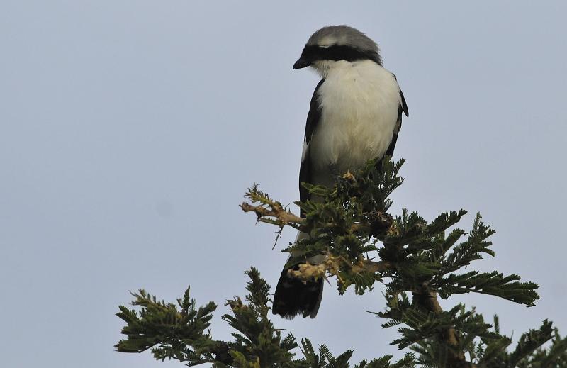 071_120111.JPG - Grey-Backed Fiscal