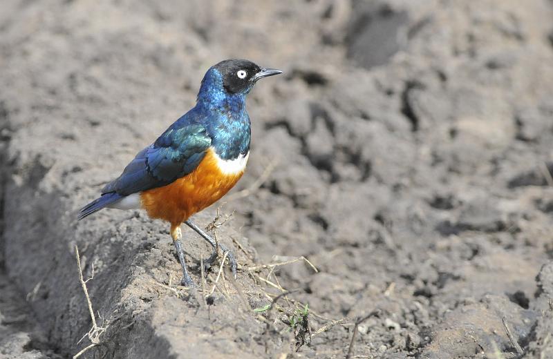 073_120111.JPG - Superb Starling