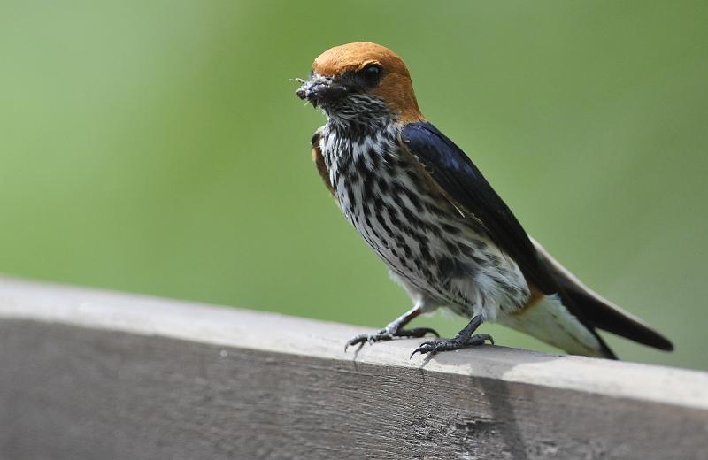 076_120111.JPG - Lesser striped swallow