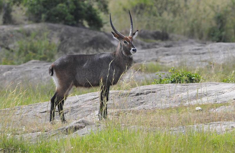 077_120111.JPG - Waterbuck