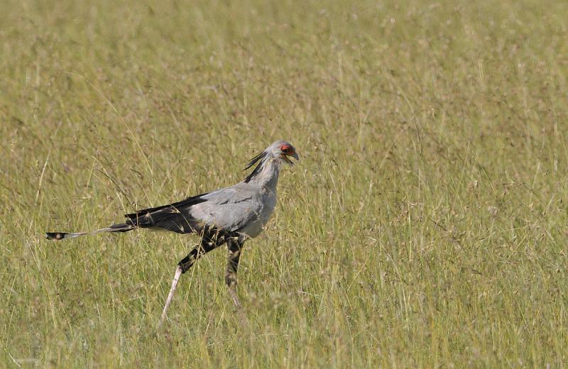 105_120112.JPG - Secretary Bird