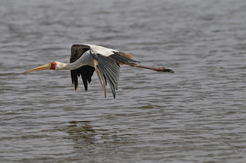 115_120113.JPG - Yellow-Billed Stork