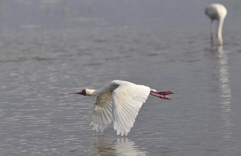 117_120113.JPG - Spoonbill