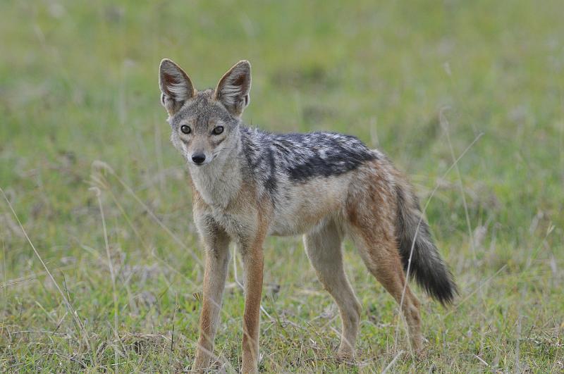 118_120113.JPG - Jackal