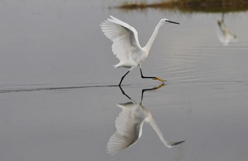 122_120113.JPG - Little Egret