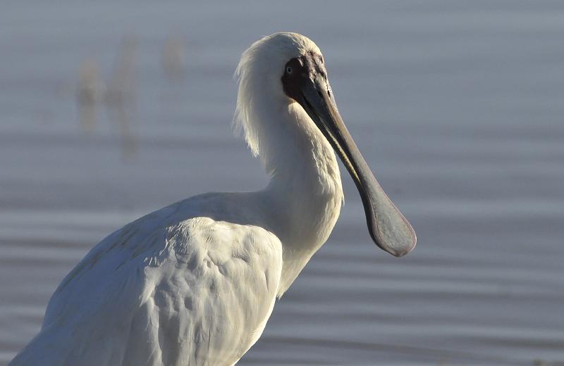 128_120114.JPG - Spoonbill