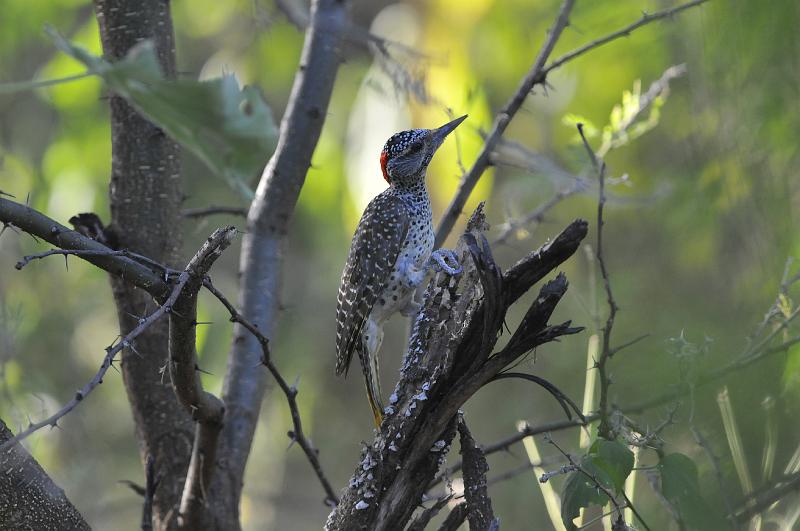 132_120114.JPG - Green-Backed Woodpecker