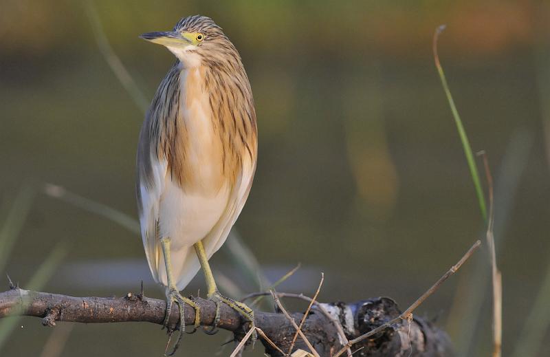 138_120115.JPG - Scuacco Heron