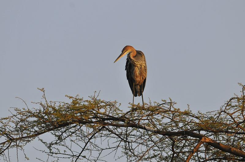 139_120115.JPG - Goliath Heron