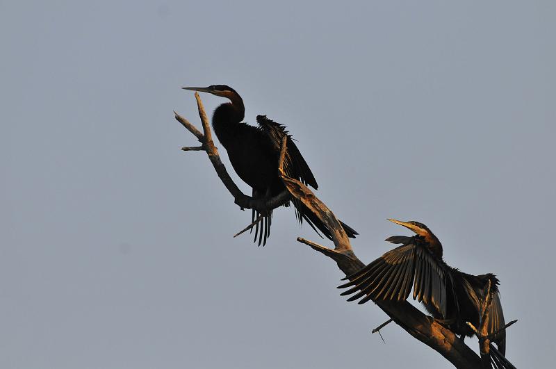 140_120115.JPG - African Darter