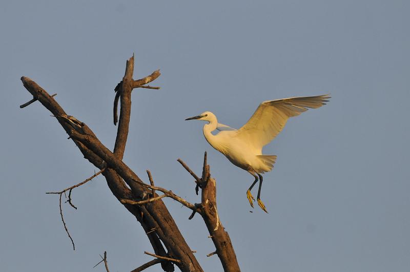 141_120115.JPG - Little Egret