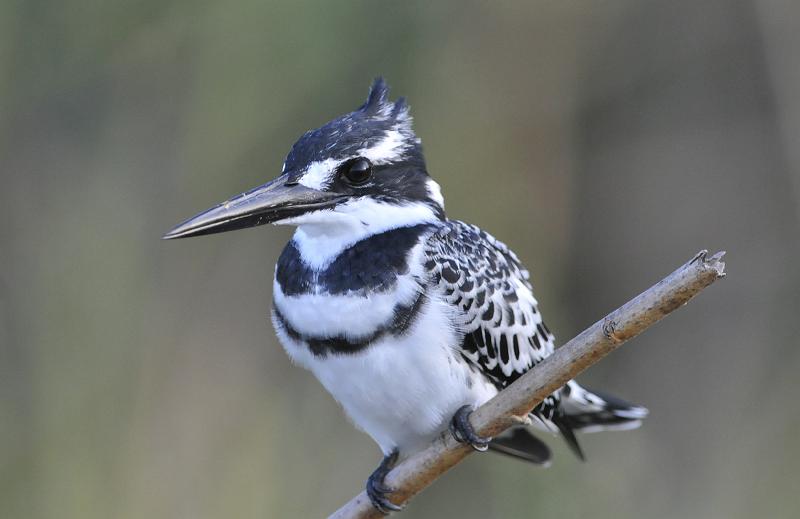 142_120115.JPG - Pied Kingfisher