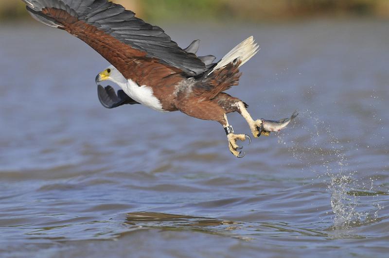 145_120115.JPG - African Fish Eagle