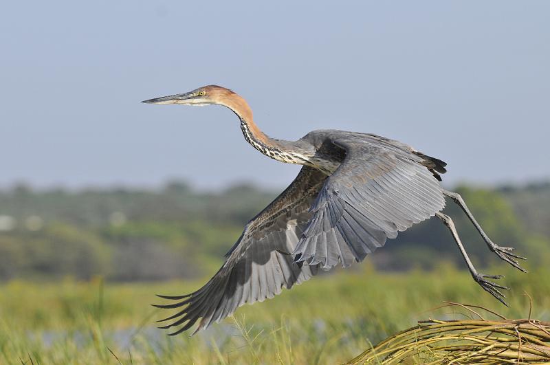 146_120115.JPG - Goliath Heron