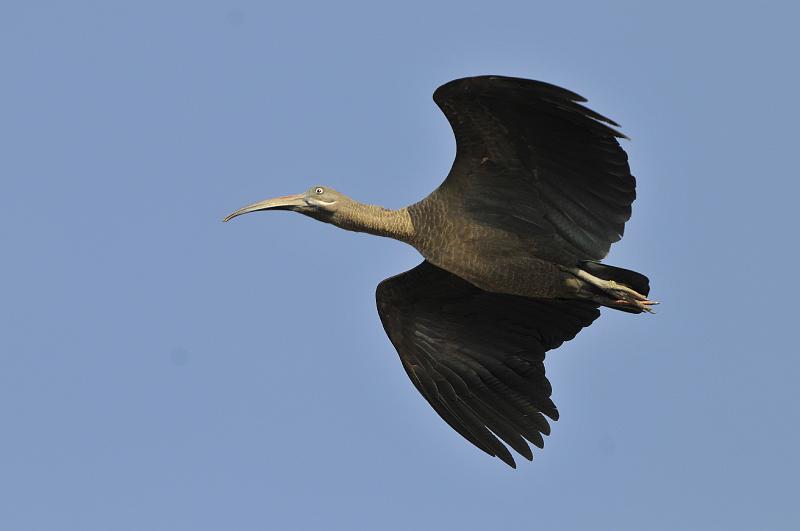 147_120115.JPG - Hadeda Ibis