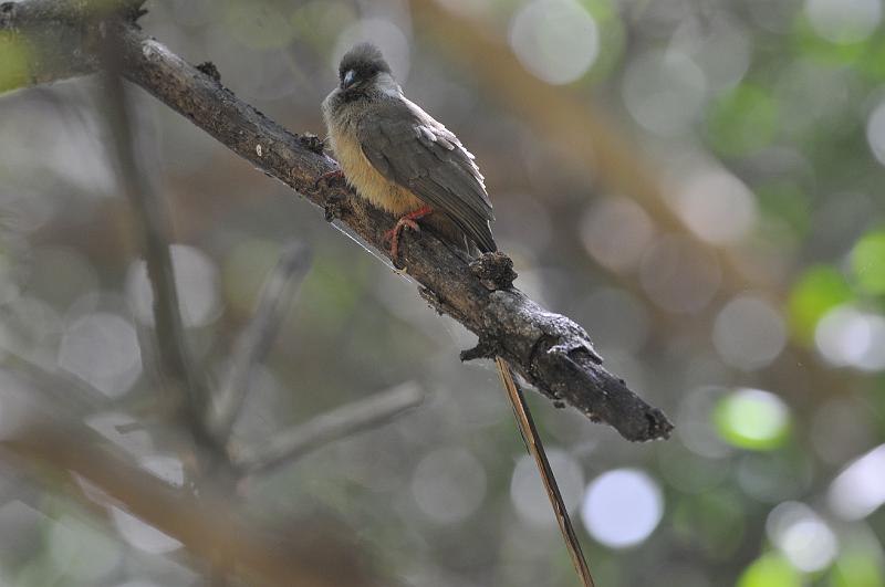 152_120115.JPG - Speckled Mousebird