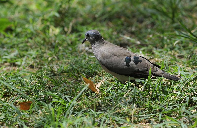 157_120115.JPG - Black-Billed Wood Dove