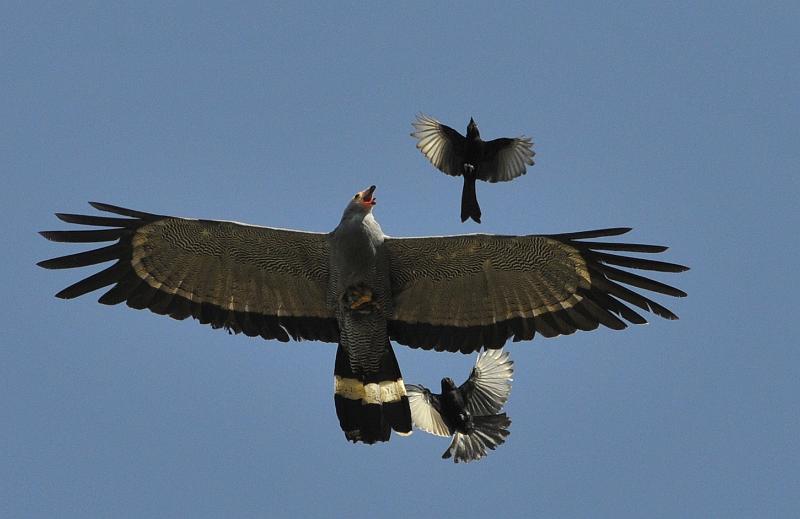 161_120115.JPG - African Harrier Hawk