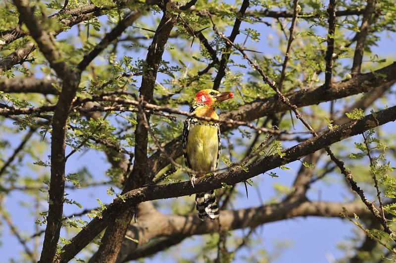 164_120115.JPG - Red and yellow Barbet