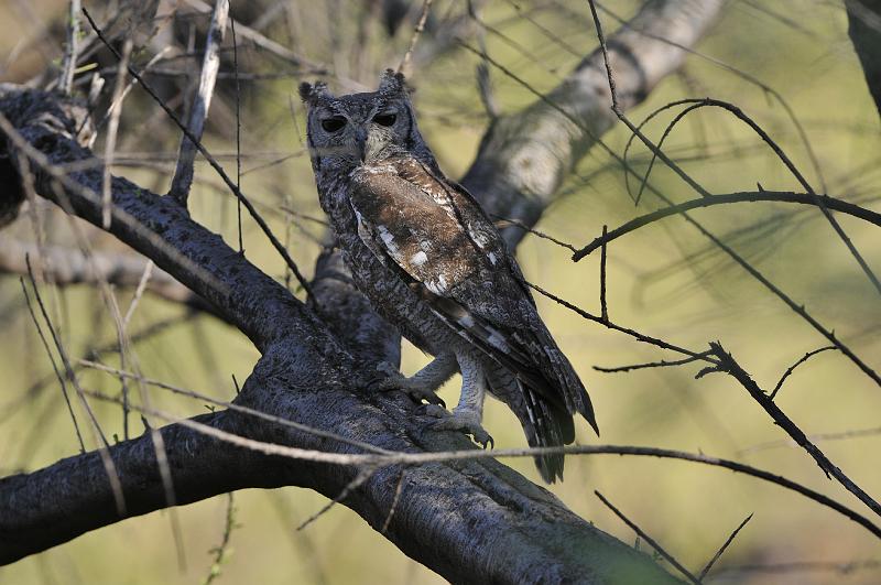 167_120115.JPG - Verreaux's Eagle Owl