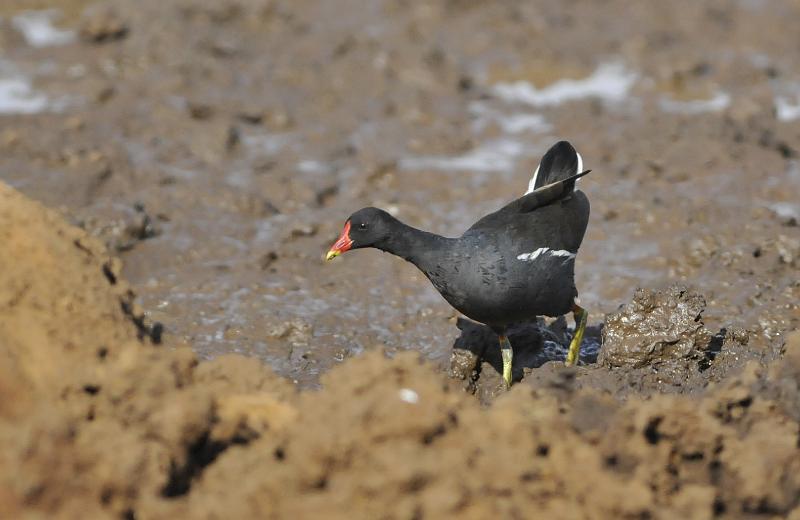 175_120116.JPG - Common Moorhen