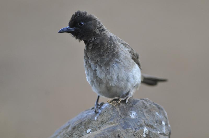 176_120116.JPG - Common Bulbul