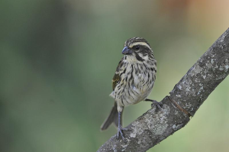 179_120116.JPG - Streaky Seedeater