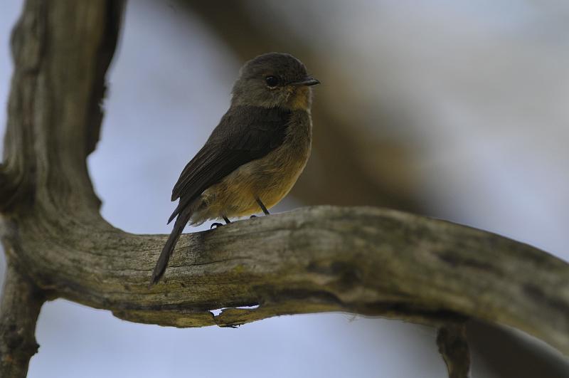 195_120117.JPG - Abessinian Slaty Flycatcher