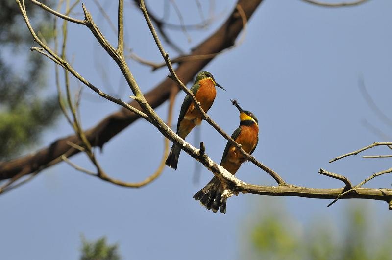 198_120117.JPG - Bluebreasted Bee-eater