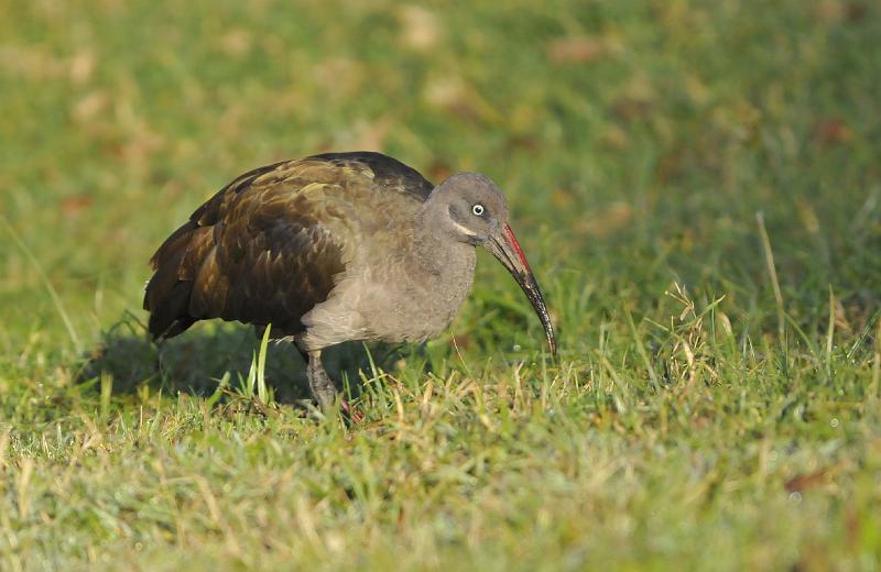 204_120118.JPG - Hadeda Ibis